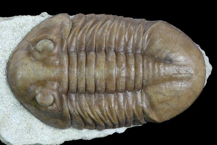 Long, D Asaphus Plautini Trilobite Fossil - Russia #125671